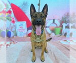 Small #1 Akita-German Shepherd Dog Mix