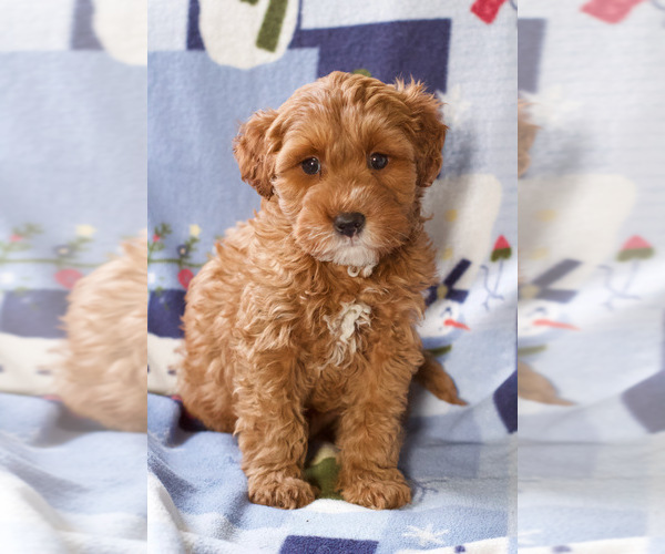 Medium Photo #14 Goldendoodle (Miniature) Puppy For Sale in MILWAUKEE, WI, USA