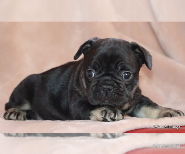 Medium Photo #10 French Bulldog Puppy For Sale in WINNSBORO, TX, USA