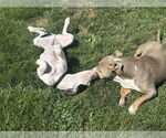 Small #3 Bullboxer Pit