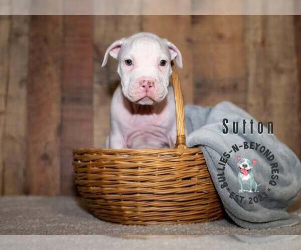 Medium Photo #2 Staffordshire Bull Terrier-Unknown Mix Puppy For Sale in Omaha, NE, USA