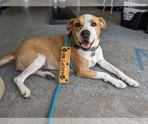 Boxer-Unknown Mix Dogs for adoption in McCormick, SC, USA