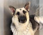 Small #1 German Shepherd Dog