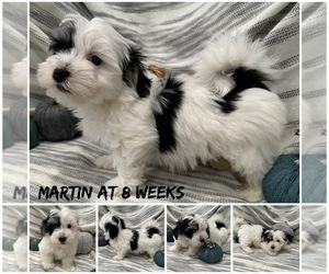Havanese Puppy for sale in MANTECA, CA, USA