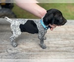 Puppy Blue boy German Shorthaired Pointer