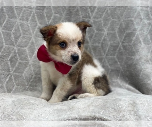 Medium Photo #10 Texas Heeler Puppy For Sale in LAKELAND, FL, USA