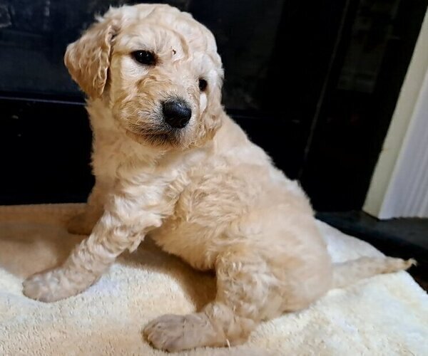 Medium Photo #1 Goldendoodle Puppy For Sale in PELHAM, NH, USA