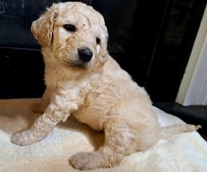 Medium Goldendoodle