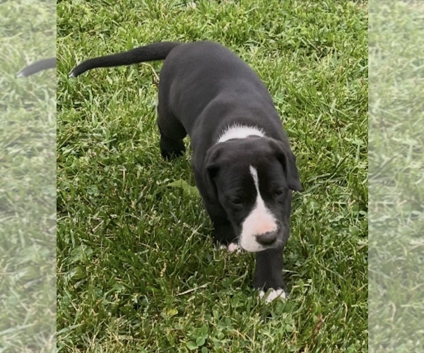 Medium Photo #4 Great Dane Puppy For Sale in MAYSVILLE, KY, USA
