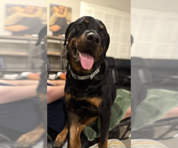 Medium Photo #5 Rottweiler Puppy For Sale in Gilbert, AZ, USA