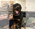 Small #4 Rottweiler