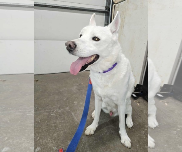 Medium Photo #3 Mutt Puppy For Sale in Hinckley, IL, USA