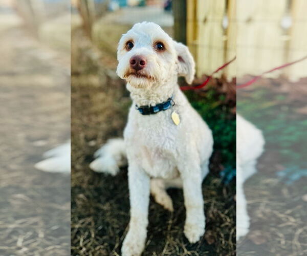 Medium Photo #5 Poodle (Miniature)-Unknown Mix Puppy For Sale in Pacolet, SC, USA