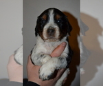 Small #5 English Springer Spaniel