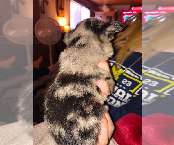 Medium Photo #5 Chiranian Puppy For Sale in WEST BRANCH, MI, USA