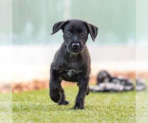 Dancer Pup - Jive - Female Mutt Dog for Adoption - Photo #4