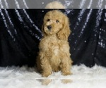 Small #4 Goldendoodle (Miniature)