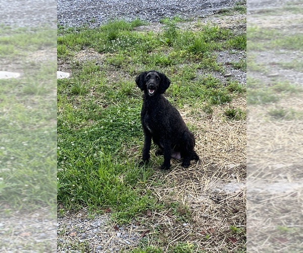 Medium Photo #1 Goldendoodle Puppy For Sale in LASCASSAS, TN, USA