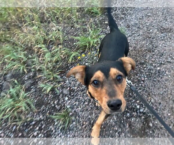 Medium Photo #4 Dorgi Puppy For Sale in Denver , CO, USA