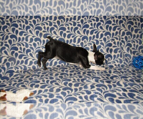 Medium Photo #6 Boston Terrier Puppy For Sale in SPENCERVILLE, IN, USA