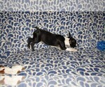 Small Photo #6 Boston Terrier Puppy For Sale in SPENCERVILLE, IN, USA