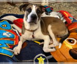 Small #1 Anatolian Shepherd-English Foxhound Mix