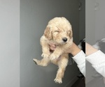 Small Photo #6 Goldendoodle Puppy For Sale in BAKERSFIELD, CA, USA