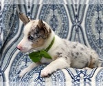 Small Photo #10 Pembroke Welsh Corgi Puppy For Sale in LAKELAND, FL, USA