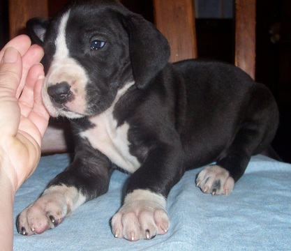 Medium Photo #4 Great Dane Puppy For Sale in SPRAGGS, PA, USA