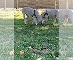 Small Photo #26 Dogo Argentino Puppy For Sale in BEAUMONT, CA, USA