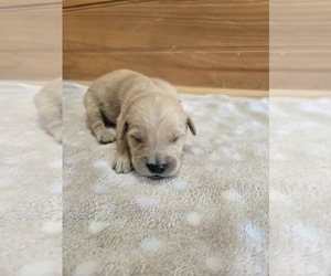 Golden Retriever Puppy for sale in WILLIAMSTOWN, KY, USA
