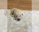 Image preview for Ad Listing. Nickname: Boomer