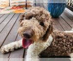Small #1 Goldendoodle