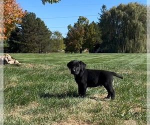Labrador Retriever Dogs for adoption in FREDERICKSBG, OH, USA