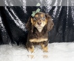 Puppy Ozzy AKC Dachshund