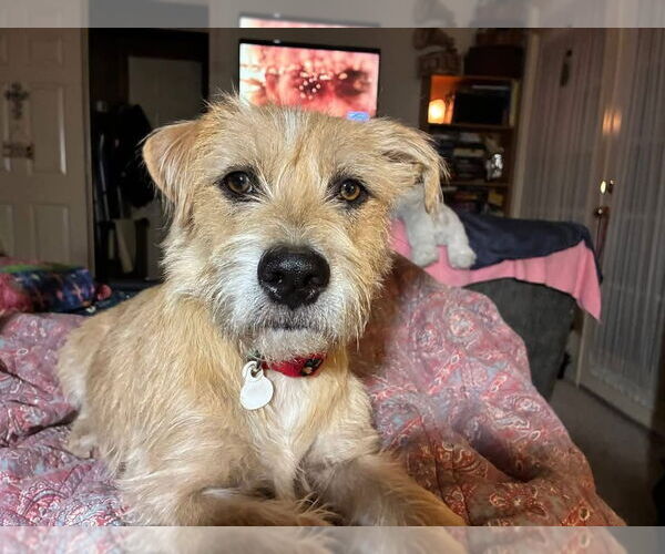 Medium Photo #1 Mutt Puppy For Sale in Grafton, WI, USA