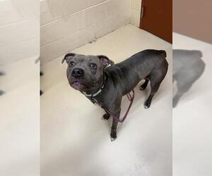 Mutt Dogs for adoption in Center Township, PA, USA