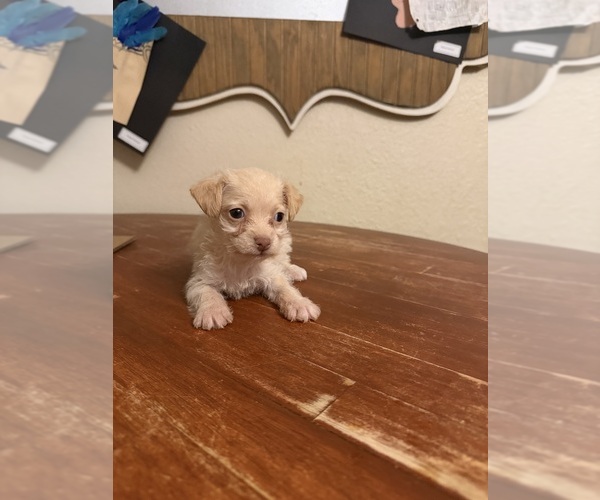 Medium Photo #2 Yorkiepoo mix (+ Poodle Toy) Puppy For Sale in RIPLEY, MS, USA