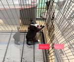 Small #1 American Staffordshire Terrier Mix