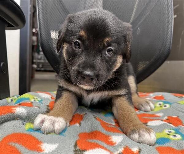 Medium Photo #1 Mutt Puppy For Sale in Stockton, CA, USA
