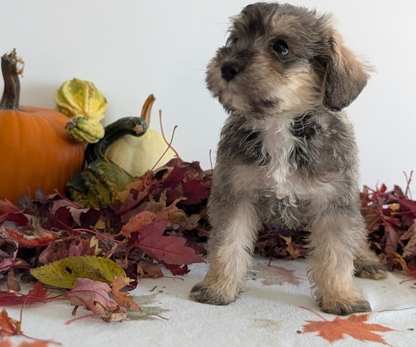 Medium Photo #4 Schnoodle (Miniature) Puppy For Sale in GOSHEN, IN, USA