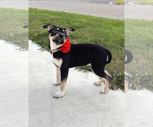 Medium Photo #6 American Pit Bull Terrier-Labrador Retriever Mix Puppy For Sale in St. Louis Park, MN, USA