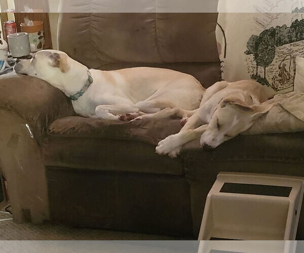 Medium Photo #34 Boxador Puppy For Sale in Princeton, MN, USA