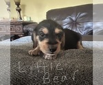 Puppy Little Bear Poogle