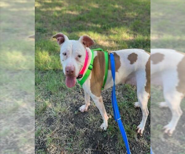 Medium Photo #3 American Pit Bull Terrier-Unknown Mix Puppy For Sale in Plano, TX, USA