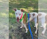 Small #2 American Pit Bull Terrier Mix