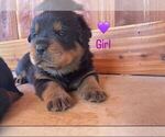 Small #3 Rottweiler