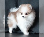 Small #2 Pomeranian