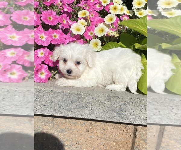 Medium Photo #3 Coton de Tulear Puppy For Sale in CANOGA, NY, USA