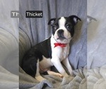 Puppy Thicket Boston Terrier